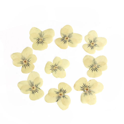 ドライフラワー 粘土・レジン 用具 黄色 パンジー 30mm x 26mm - 22mm x22mm、 1 パック ( 12 個/パック） の画像