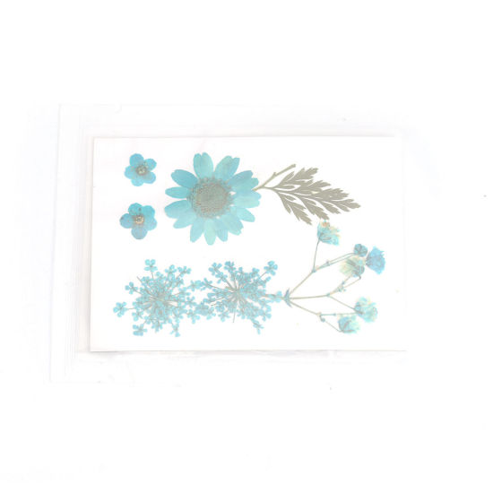 ドライフラワー レジンクラフト用素材 緑青 3.8cm x 2.5cm - 0.7cm x 0.7cm、 1 パック ( 7 個/パック) の画像