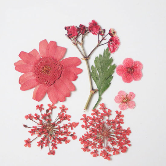 ドライフラワー レジンクラフト用素材 赤 3.8cm x 2.5cm - 0.7cm x 0.7cm、 1 パック ( 7 個/パック) の画像