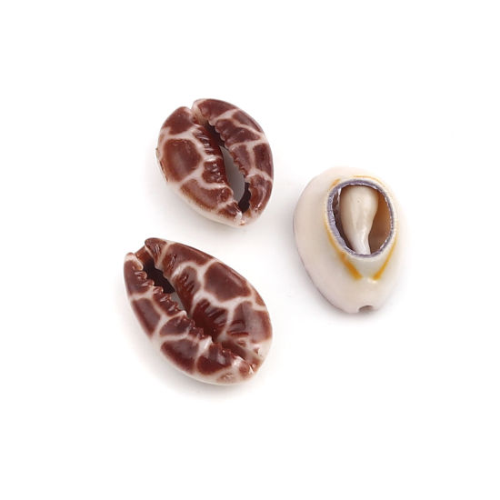 Image de Perles en Coquille Escargot de Mer Café 25mm x 17mm - 18mm x 13mm, 10 Pcs