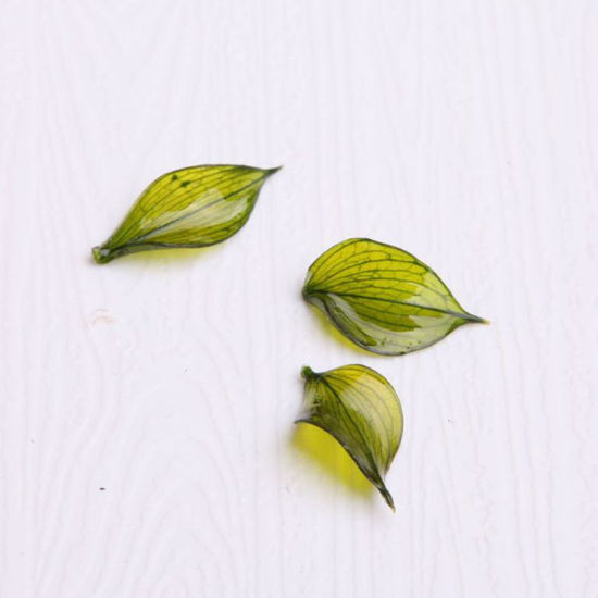 亜鉛合金 レジンクラフト ドライフラワー 押し花 ペンダント 葉 緑 3cm - 0.8cm、 2 個 の画像