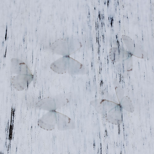 Image de Papillon Éthéré en Organza Transparent 30mm x 22mm, 5 Pcs