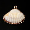 Immagine di Naturale Conchiglia Charms A Random Oro Placcato 26mm x 23mm - 23mm x 20mm, 5 Pz
