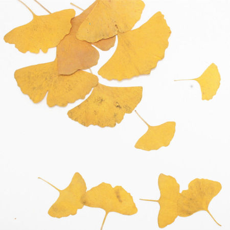 Natural Gingko Leaf Resin Jewelry Craft Filling Material 