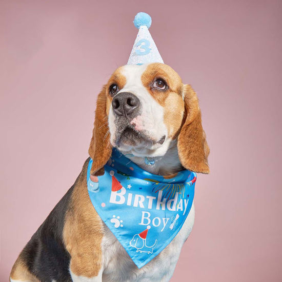 Cute Pet Products Multicolor Scarf Hat の画像