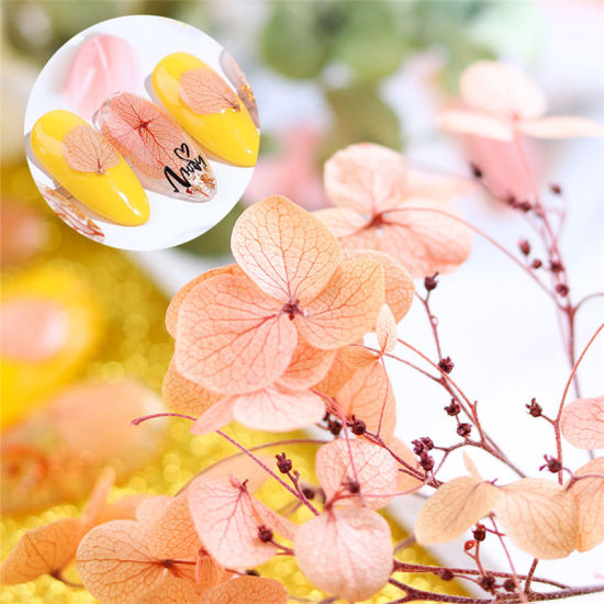 Image de Décoration des Ongles en Fleurs Séchées Mixte, 1 Boîte ( 45 - 50 Pcs/Boîte)
